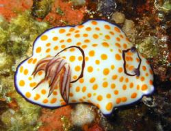 Nudibranch "Belina" Canon IXUS 300 with built in flash, i... by Claire Van Groningen 